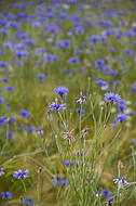 Kornblumen im Gerstenfeld