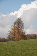 Herbstsolitär