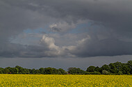 Rapsfeld vor Gewitter