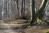 Waldweg im Buchenwald