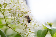 Biene auf Kletterhortensie
