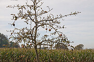 Apfelbaum vor Maisfeld