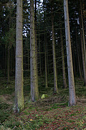 Herbstnadelwald