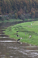 Milchkühe an Weserufer