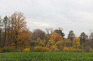 Herbstbäume