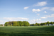 Wald hinter Kornfeld