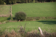 Holzpfosten