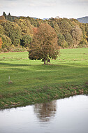 Weserufer mit Baum