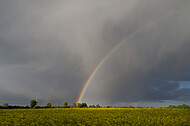 Regenbogen hinter Rapsfeld