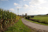 Maisfeld
