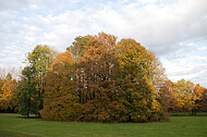 Gelbe Laubbäume