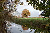 Laubbaum gespiegelt