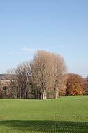 Kahle Bäume vor Herbstwald