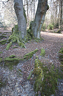 Bäume am Teich