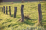 Stacheldrahtzaun mit Holzpfosten