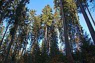 Nadelbäume vor blauem Himmel