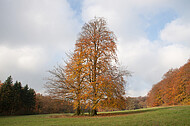 Baumpaar auf Ochsenheide