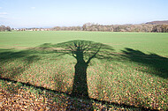 Baumschatten auf Acker