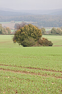 Kleine Baumgruppe