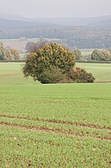 Kleine Baumgruppe