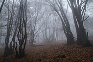 Niederwald im Nebel