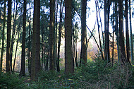 Nadelwald lichtdurchflutet