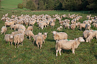 Schafsherde