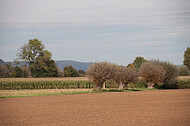 Roter Ackerboden