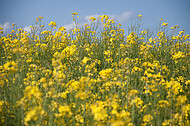 Raps vor blauem Himmel