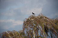 Krähen auf Birke