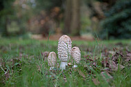 Pilze auf Friedhof