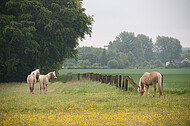 Pferde auf Blumenwiese