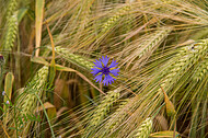 Kornblumen im Gerstenfeld