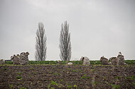 Pyramidenpappeln am Horizont