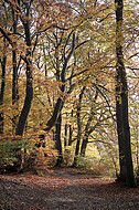 Buchenherbstwald