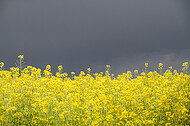 Rapsfeld vor Gewitter