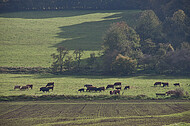 Kuhherde am Teuto