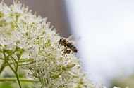 Biene auf Kletterhortensie