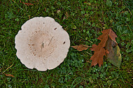 Pilze auf Friedhof