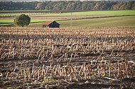 Abgeerntetes Maisfeld