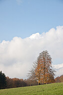 Herbstsolitär