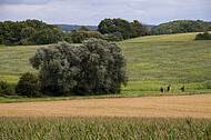 Wind im Wäldchen