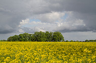 Rapsfeld vor Gewitter