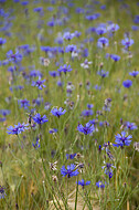 Kornblumen im Gerstenfeld