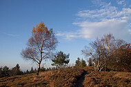 Birke vor blauem Himmel