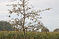 Apfelbaum vor Maisfeld