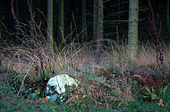 Herbstnadelwald