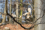 Frühlingserwachen im Buchenwald