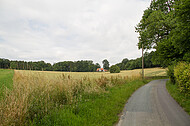 Blick über Kornfeld