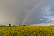 Regenbogen hinter Rapsfeld